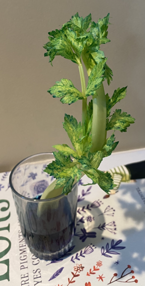 Celery first day closer