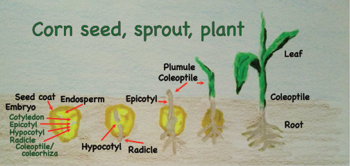 Corn seed, sprout, plant