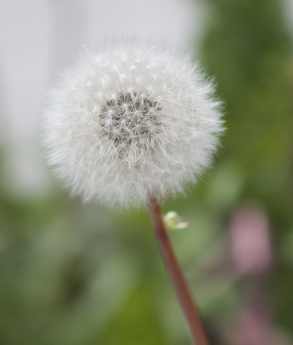 Dandelion seeds