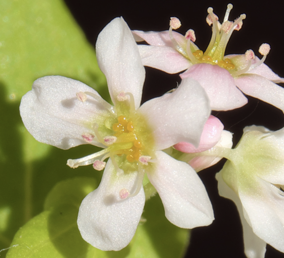 Flower   Nectaries