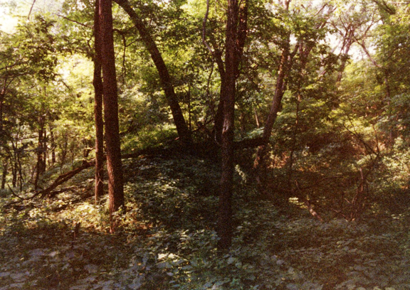 Young forest