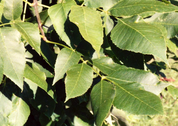 Green ash