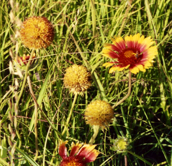 Indian Paintbrush