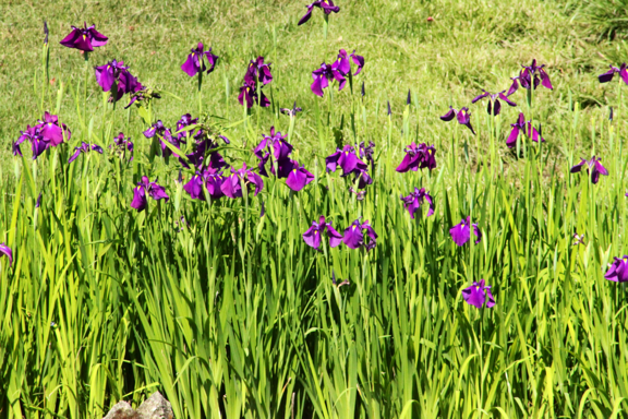 Irises