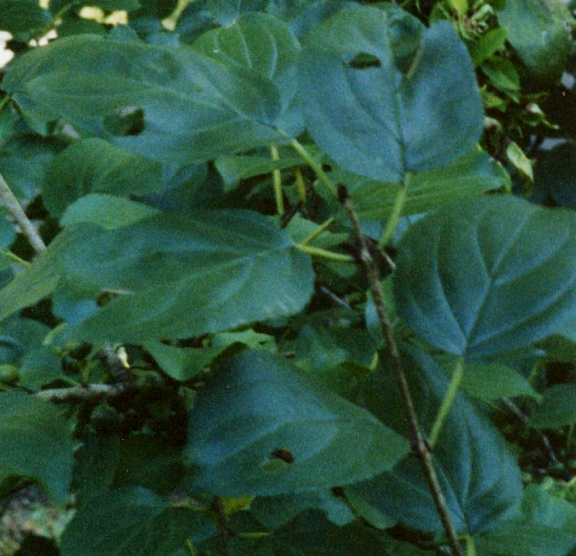 Parallel leaf