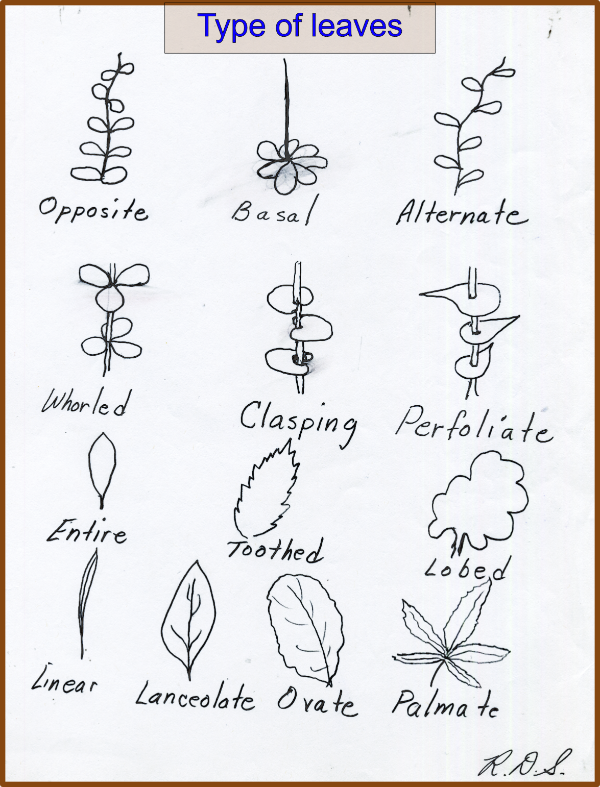 Leaf attachments and shape