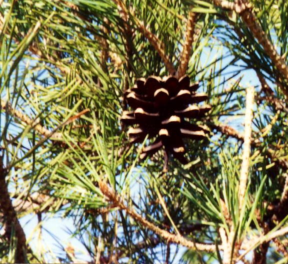 Pine cone