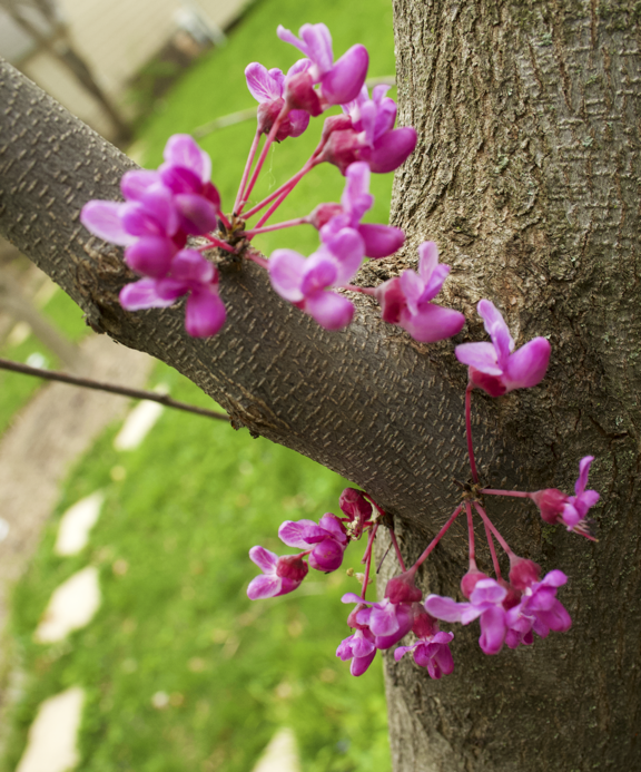 Tree flowers