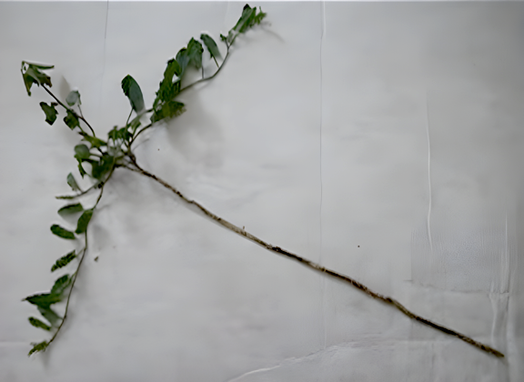 Plant with long tap root