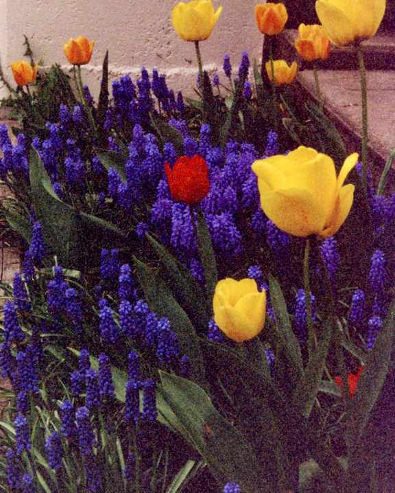 Tulips