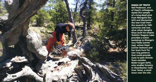 image mongolian pine