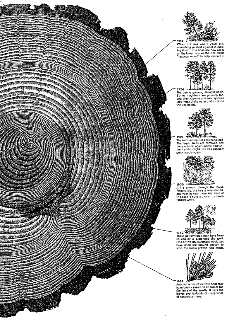 Tree ring diagram