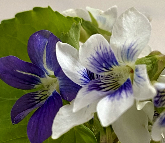 Viola