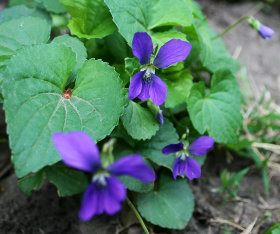 Wild violet