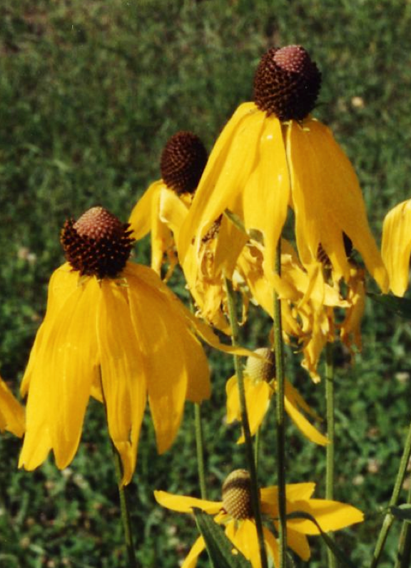 Cone flower