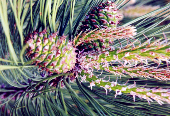 Pine and cone