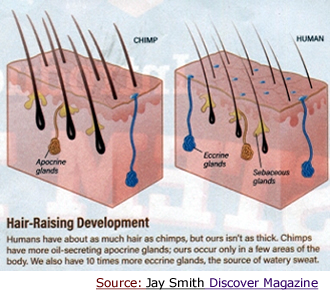 Coomparison of chimp and human hair