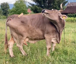 Click for video Veronica