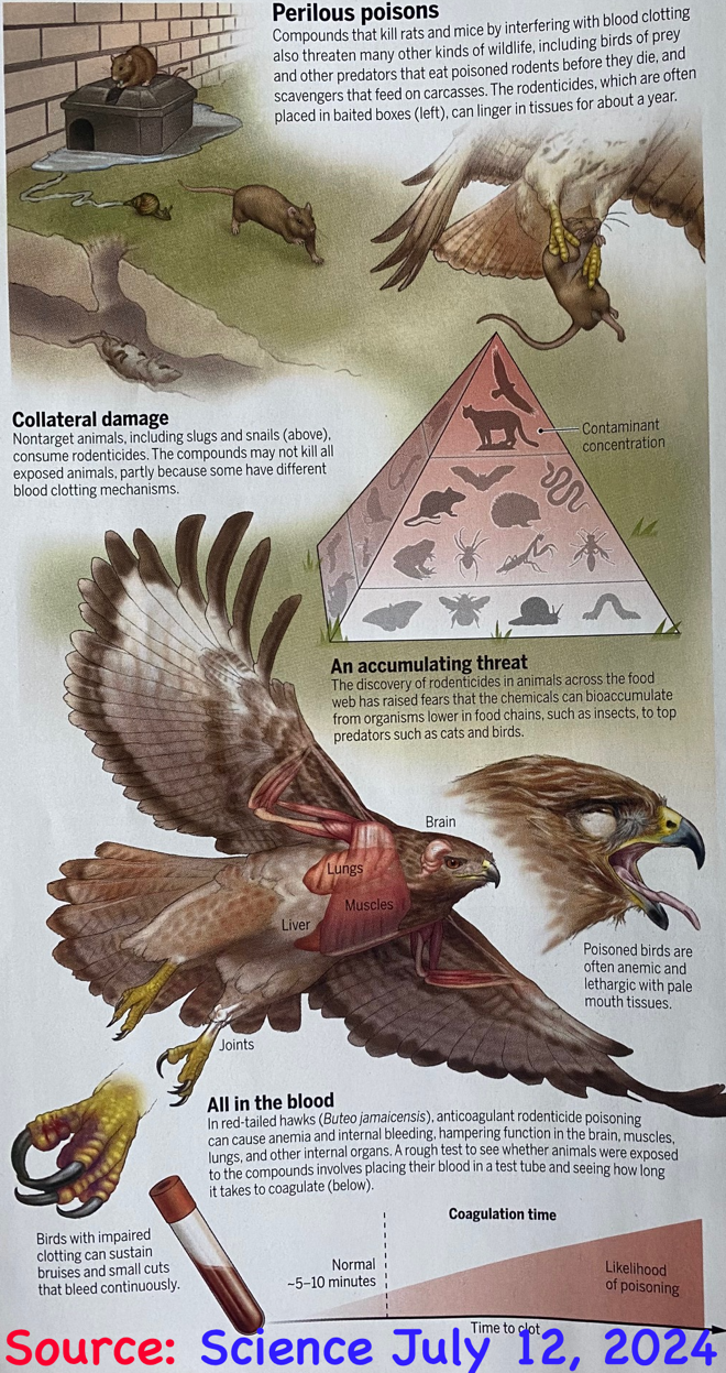Poison in a food web