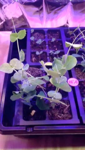 day25FirstPlantingQT