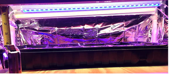 grow chamber day 2 close-up