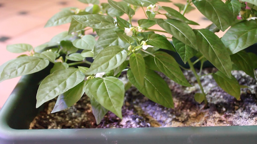 pepperPlantsSept22_2015